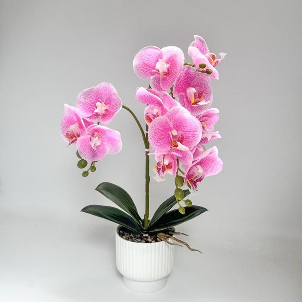 Multi-Bloom Gesimuleerde Vlind - Orchid Potting Mix recensie en prijs