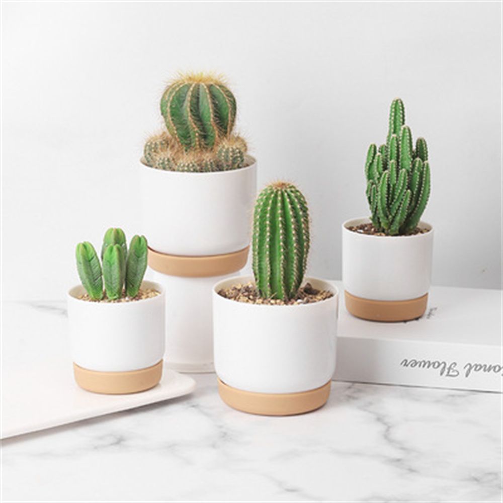 Ronde Cactus Vetplanten Tuinbe - Orchid Potting Mix recensie en prijs