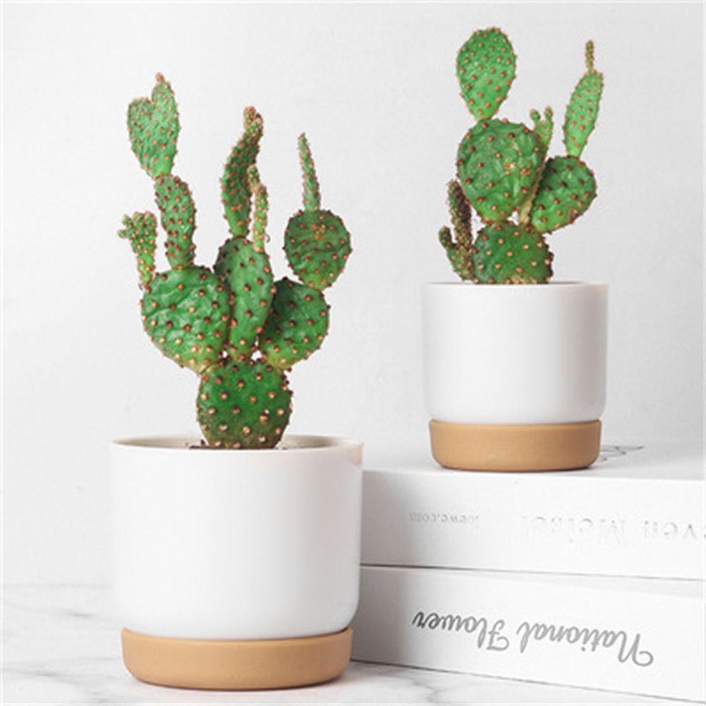 Ronde Cactus Vetplanten Tuinbe - Orchid Potting Mix recensie en prijs