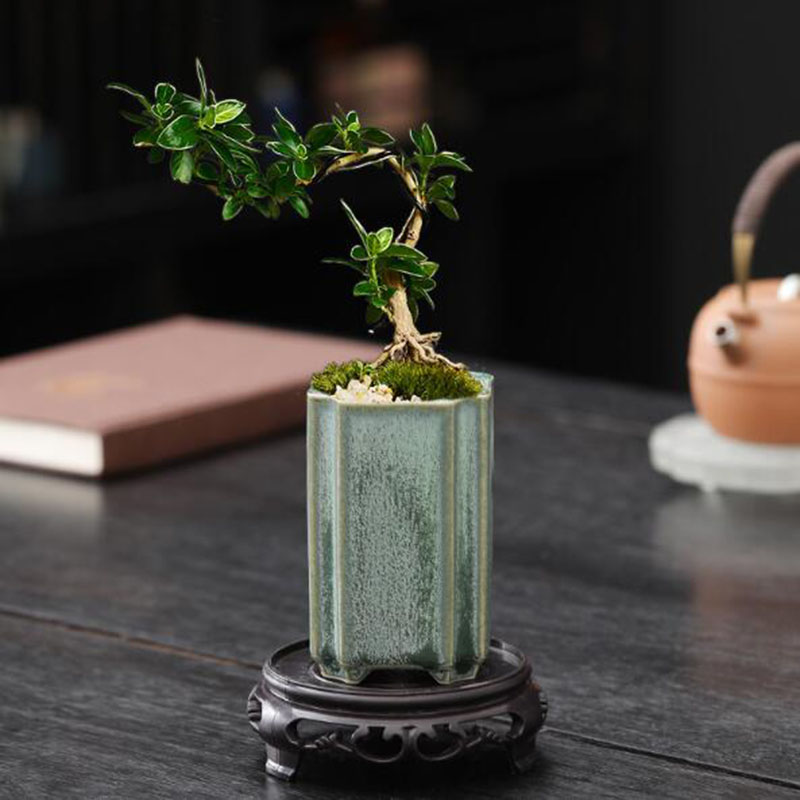 Porselein Vierkant Celadon Geg - Orchid Potting Mix recensie en prijs