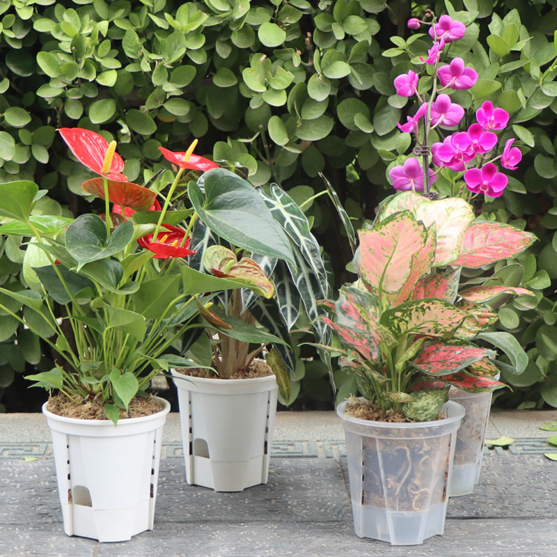 5 stks Transparante Orchidee P - Orchid Potting Mix recensie en prijs
